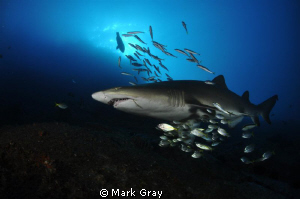 "Mother Ship?". Grey Nurse Shark at Fish Rock, South West... by Mark Gray 